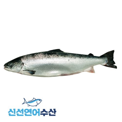 신선 생연어 원물(홀) 6.5kg[2미 이하 구매](1k단가 17,800원)