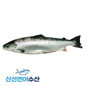 신선 생연어 원물(홀) 6.5kg[2미 이하 구매](1k단가 22,700원)