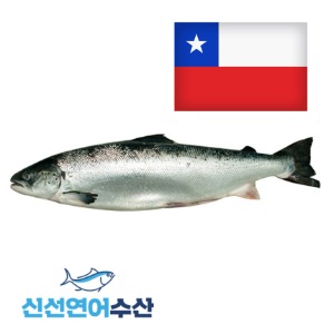 칠레산 생연어 원물(홀) 6.5kg[3미 이상 구매](1kg단가 21,800원)